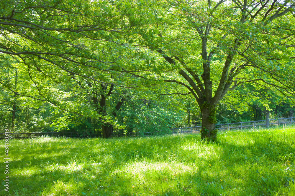 Park Tree Park Tree