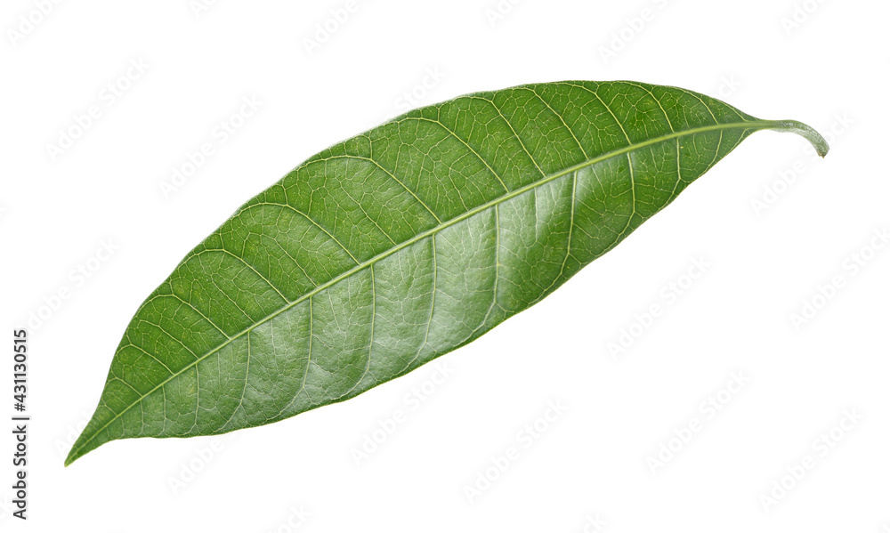 Obraz premium Mango leaf Green on a white background.