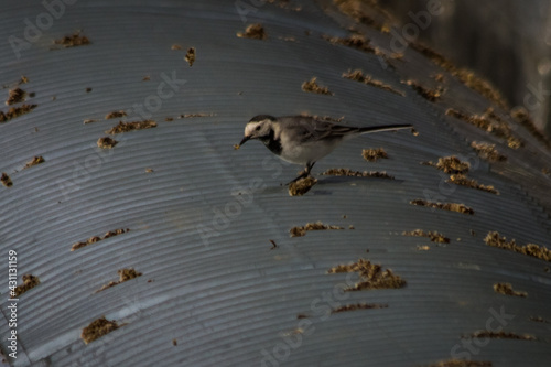 Little beautiful white wagtail sitting on a large pipe
