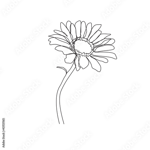 Hand drawn chamomile outline drawing isolated on white. Daisy flower single line art vector illustration.