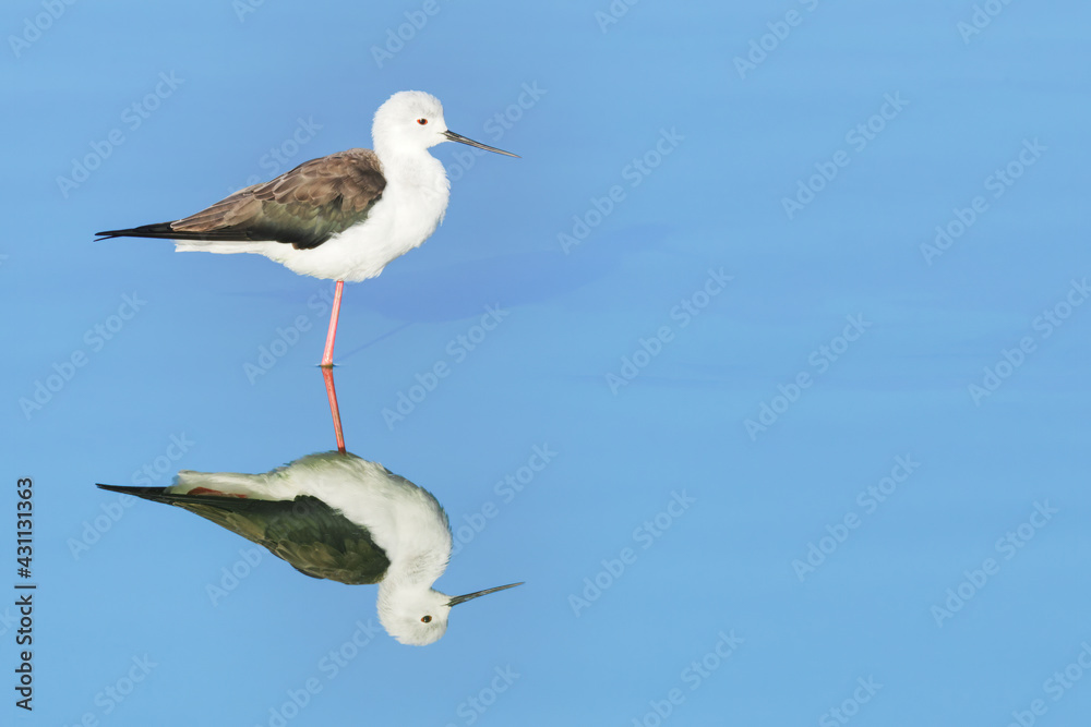 Close-up of a Black-winged Stilt and its reflection on blue water. False Bay Nature Reserve, Cape Town, South Africa. Close-up of a Black-winged Stilt and its reflection on blue water. False Bay Nature Reserve, Cape Town, South Africa.