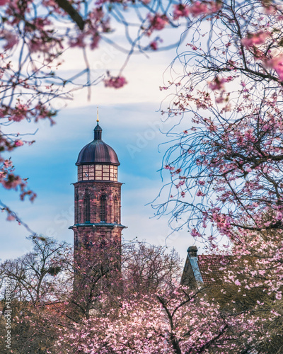 St. Jacobi Kirchturm in Göttingen durch Kirschblüten photo