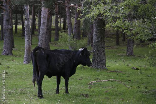 krowa zwierze czarna las trawa zieleń