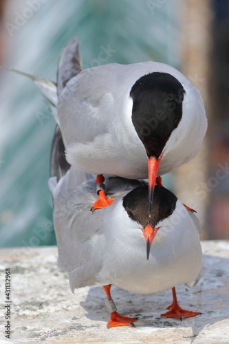 mating tern photo