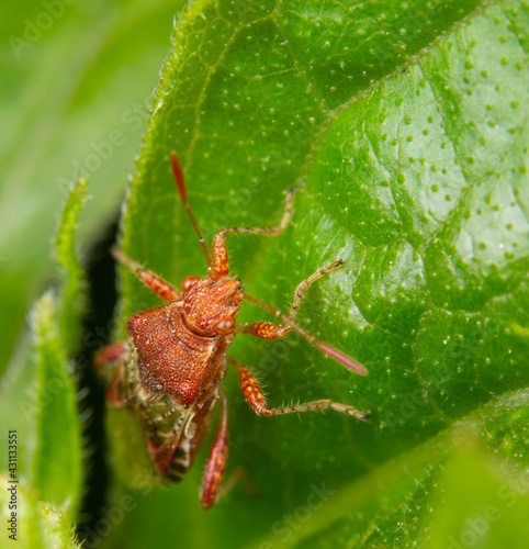 Shieldbug Rhopalus subrufus photo