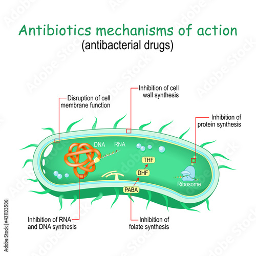 Antibiotics mechanisms of action. antibacterial drugs.