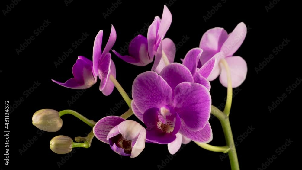 Blooming Purple Orchid Phalaenopsis Flower on Black Background. Time Lapse. 4K. Blooming Purple Orchid Phalaenopsis Flower on Black Background. Time Lapse. 4K.