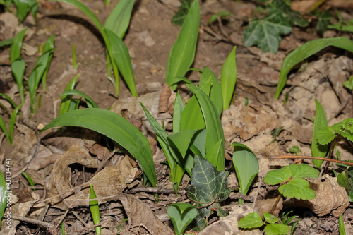 Blätter des Bärlauchs, Waldknoblacu, Allium ursinum