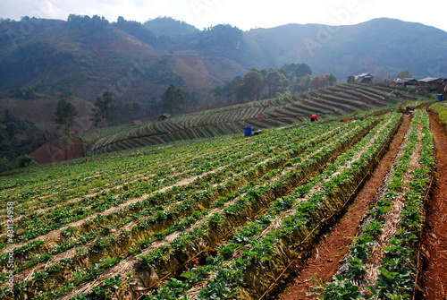 Landscape Strawberry gardener is harvest fresh Strawberry at strawberry farm , angkhang , chiang mai ,thailand - agriculture  farm and harvesting  photo