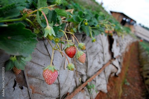 Closeup Fresh Strawberry plants in strawberry field , angkhang , chiang mai thailand photo