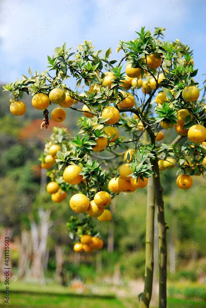 Landscape Orange Tree in the farm that provide agricultural product is orange fruits , Chiangrai , Thailand Landscape Orange Tree in the farm that provide agricultural product is orange fruits , Chiangrai , Thailand