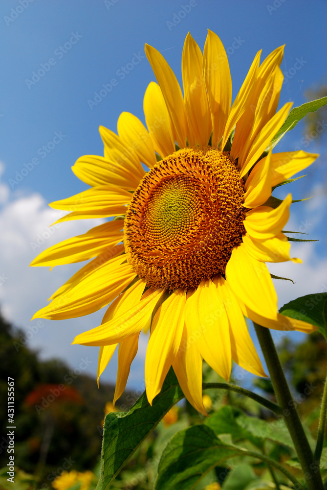 Closeup Sunflower is Big yellow flower in the field at Khao Jeen Lae Sunflower Feild Lopburi Thailand Closeup Sunflower is Big yellow flower in the field at Khao Jeen Lae Sunflower Feild Lopburi Thailand
