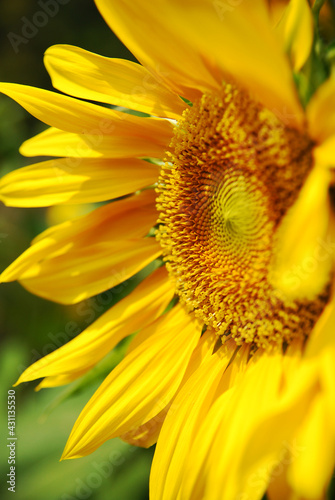 Closeup Sunflower is Big yellow flower in the field at Khao Jeen Lae Sunflower Feild Lopburi Thailand