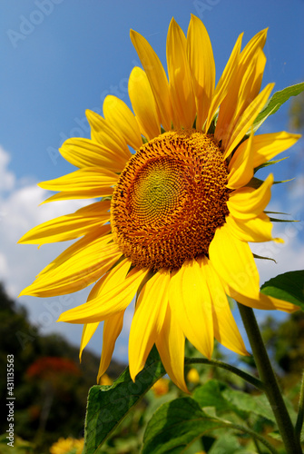 Closeup Sunflower is Big yellow flower in the field at Khao Jeen Lae Sunflower Feild Lopburi Thailand