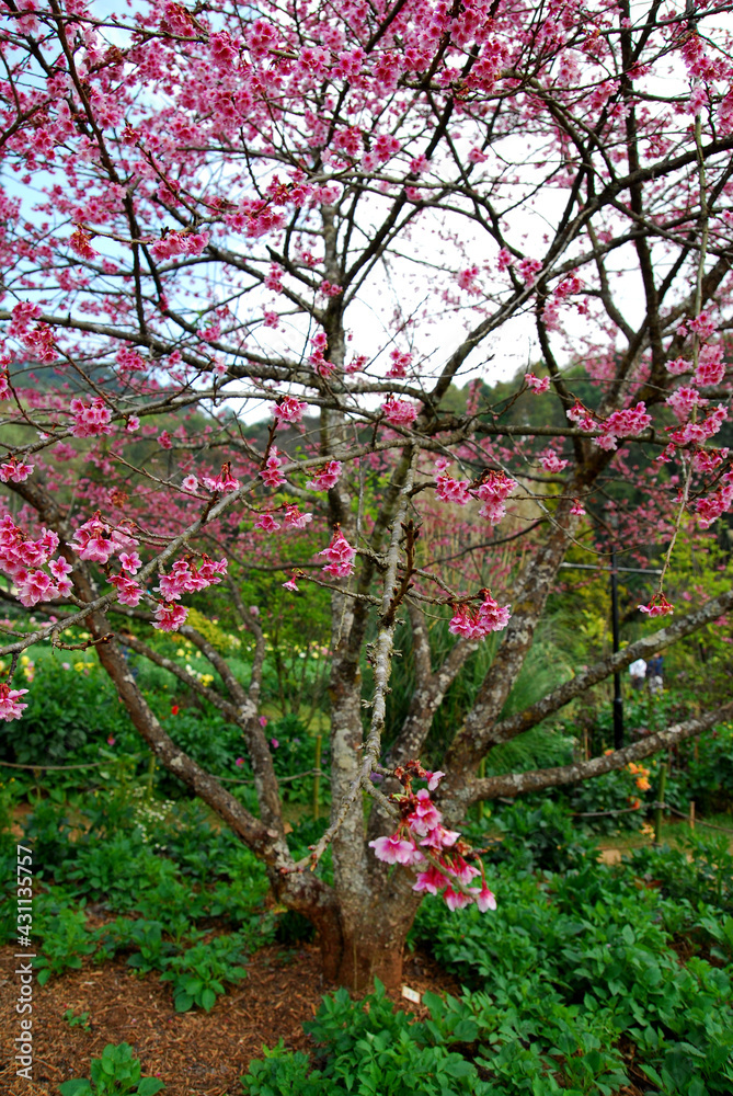 Wild Himalayan Cherry blossom with blue sky background at angkhang thailand or call sakura thailand - Beautiful nature scene in winter thailand Wild Himalayan Cherry blossom with blue sky background at angkhang thailand or call sakura thailand - Beautiful nature scene in winter thailand