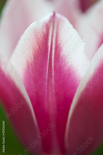 Beautiful pink tulip flowers in the garden