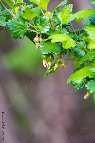 forming gooseberry fruits in april