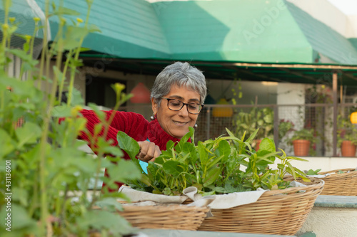 An urban woman farmer taking care of her tender harvest	