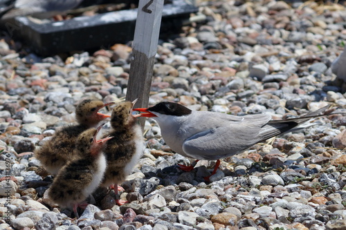 common tern chicks