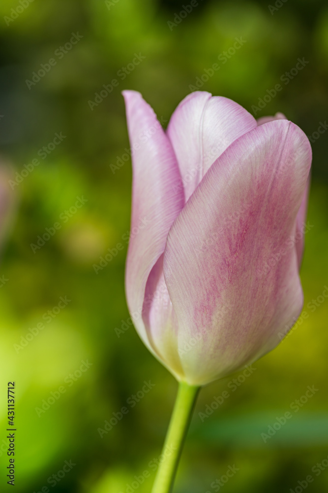 Nahaufnahme einer seidenfarbenden Tulpe