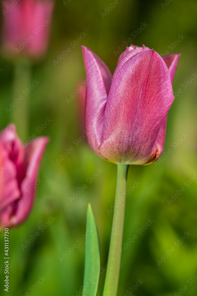 Fototapeta premium Nahaufnahme einer pinken Tulpe