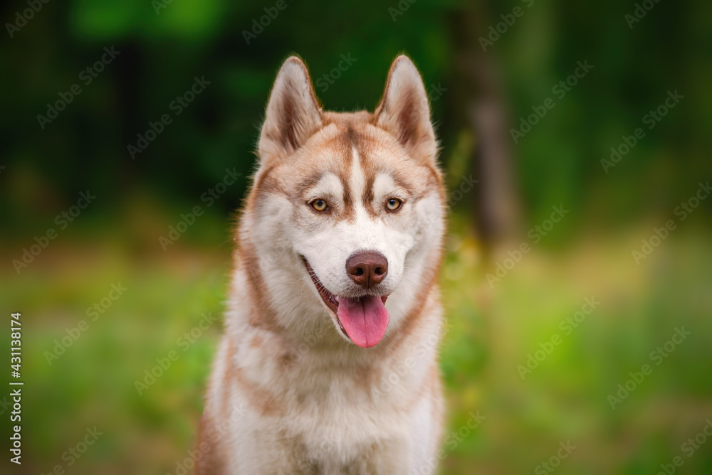 portrait of a husky