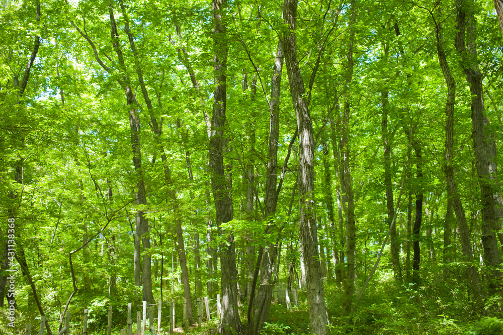 Tree Tree