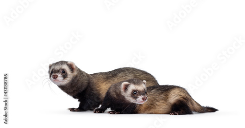 Cute young ferrets standing  side ways, looking to the side and to camera. Isolated on a white background.