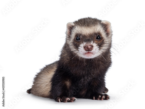 Cute young ferret sitting facing front, looking to camera. Isolated on a white background.