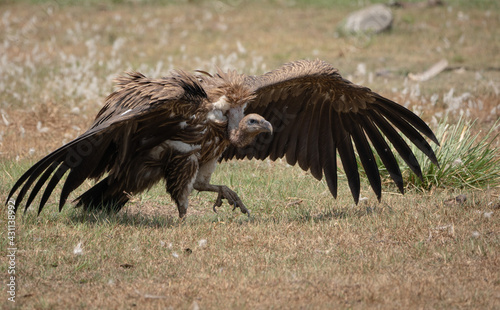 Closeup shot of a flying Condor photo