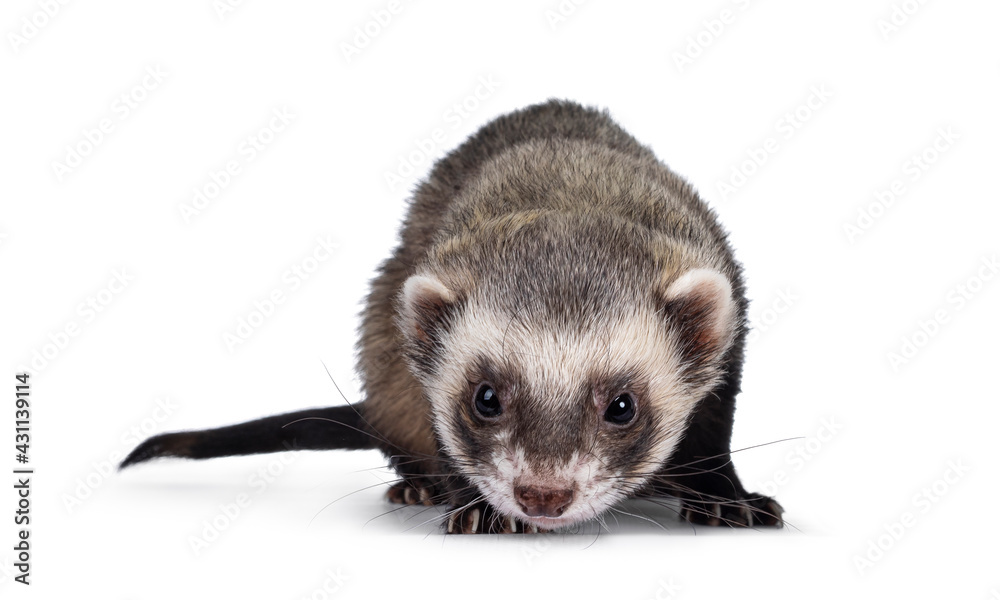 Cute young ferret standin facing front, looking to camera. Isolated on a white background. Cute young ferret standin facing front, looking to camera. Isolated on a white background.