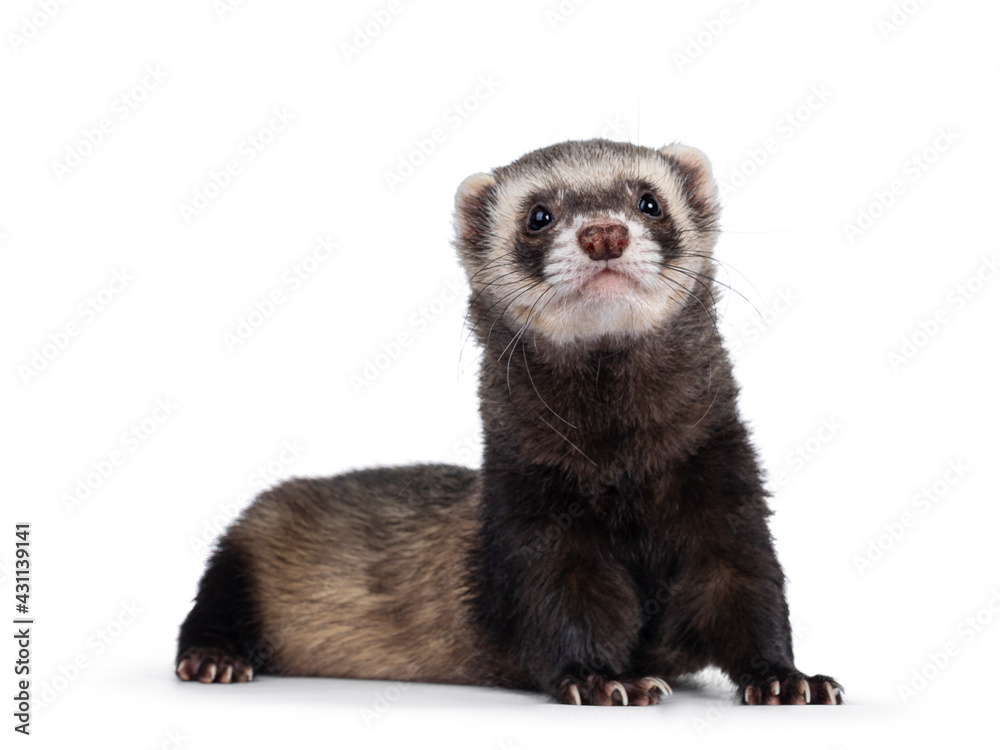 Cute young ferret laying down facing front with head lifted up, looking to camera. Isolated on a white background. Cute young ferret laying down facing front with head lifted up, looking to camera. Isolated on a white background.