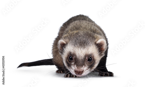 Cute young ferret standin facing front, looking to camera. Isolated on a white background.