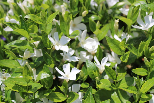 Wallpaper Mural Immergrün Torontodigital.ca