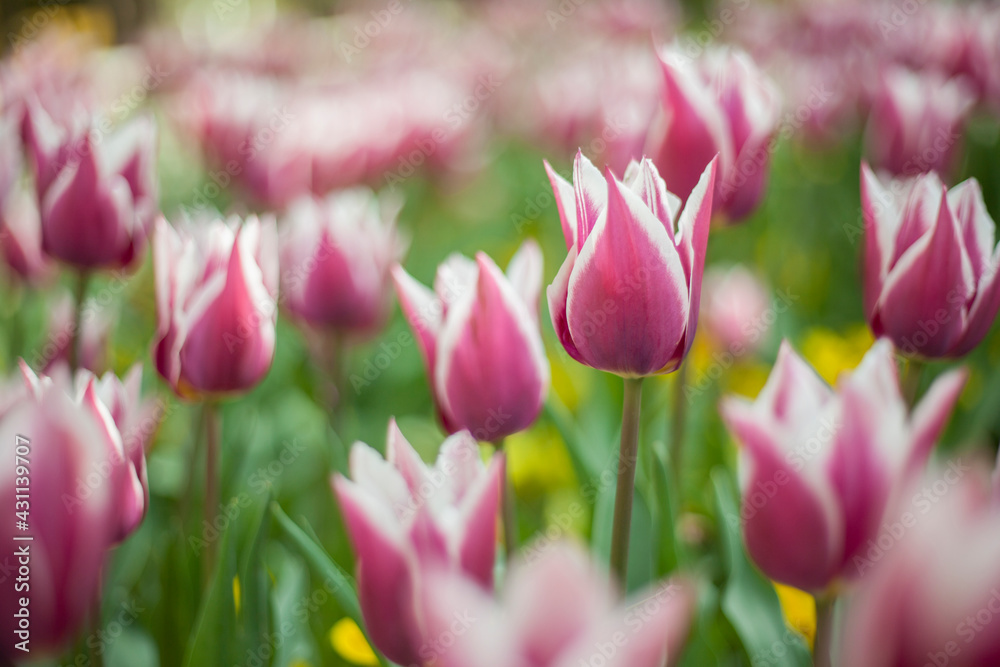 Beautiful pink tulip flowers in the garden