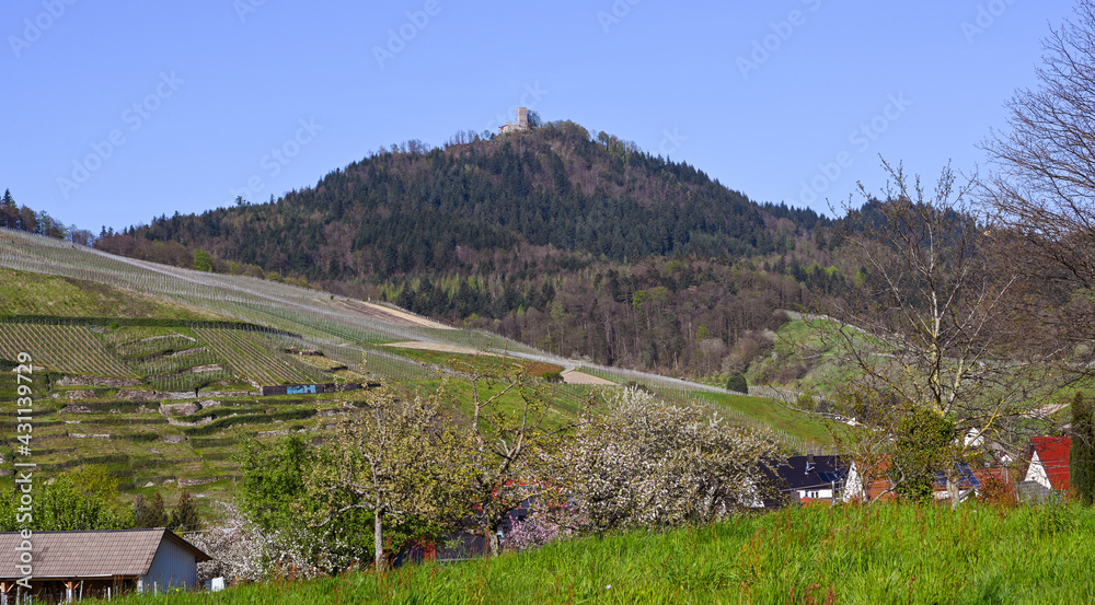 View of the vineyards near Neuweier and the Yburg Castle near Baden Baden. Baden Wuerttemberg, Germany, Europe View of the vineyards near Neuweier and the Yburg Castle near Baden Baden. Baden Wuerttemberg, Germany, Europe