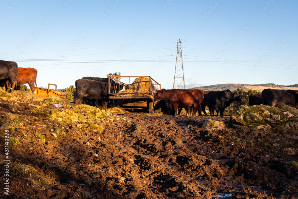 Soil erosion as a result of heavy cattle grazing at a feedlot in a field Soil erosion as a result of heavy cattle grazing at a feedlot in a field
