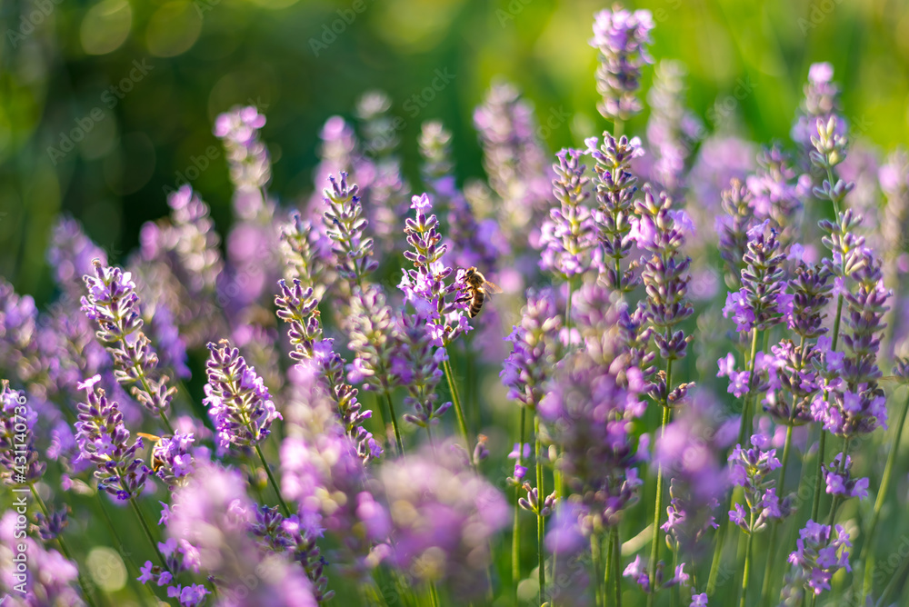 Obraz premium lavender flowers in the field