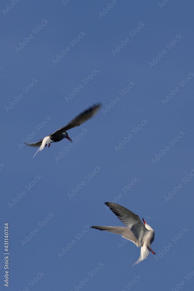 Obraz premium common tern