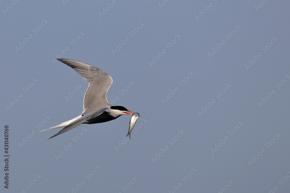 Fototapeta premium common tern