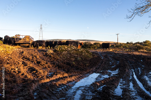 Fototapeta Soil erosion as a result of heavy cattle grazing at a feedlot in a field
