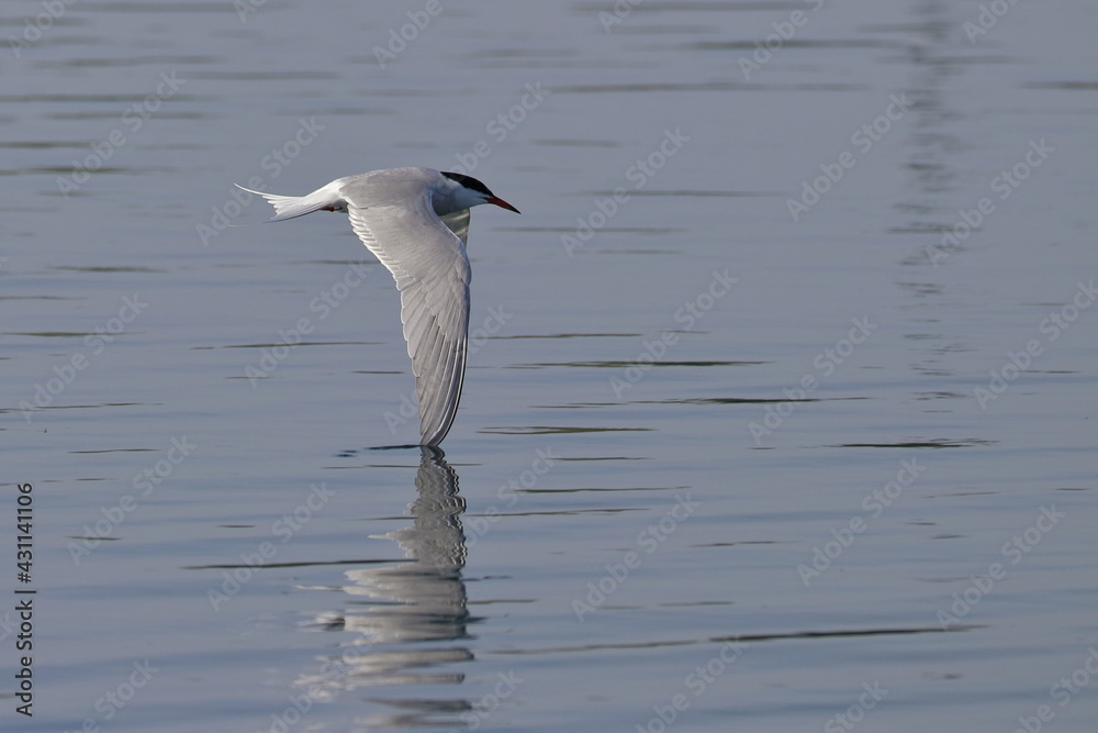 common tern common tern