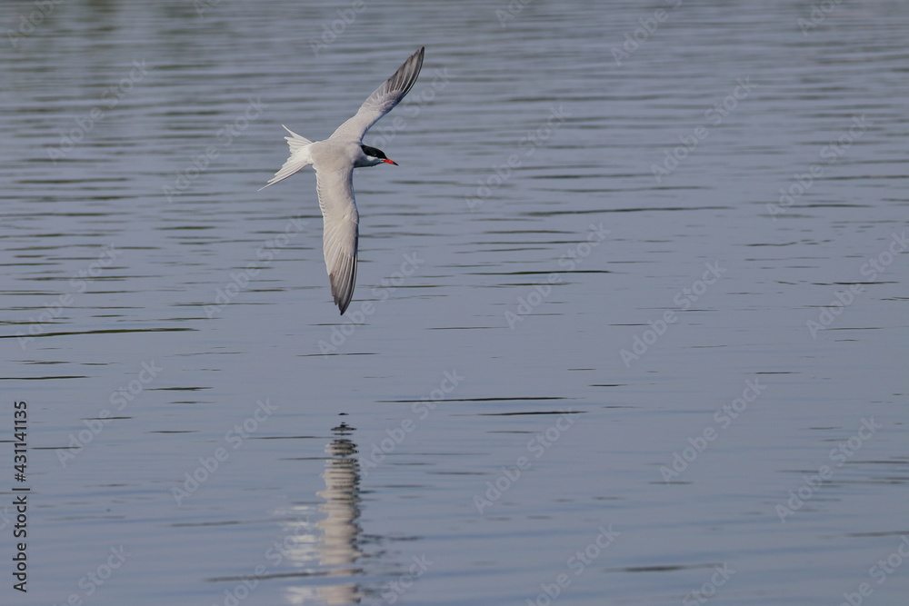 common tern