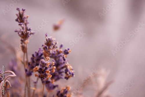 Purple house plants © Vlad Ioan