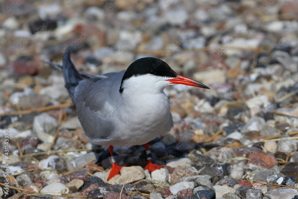 Obraz premium common tern nest