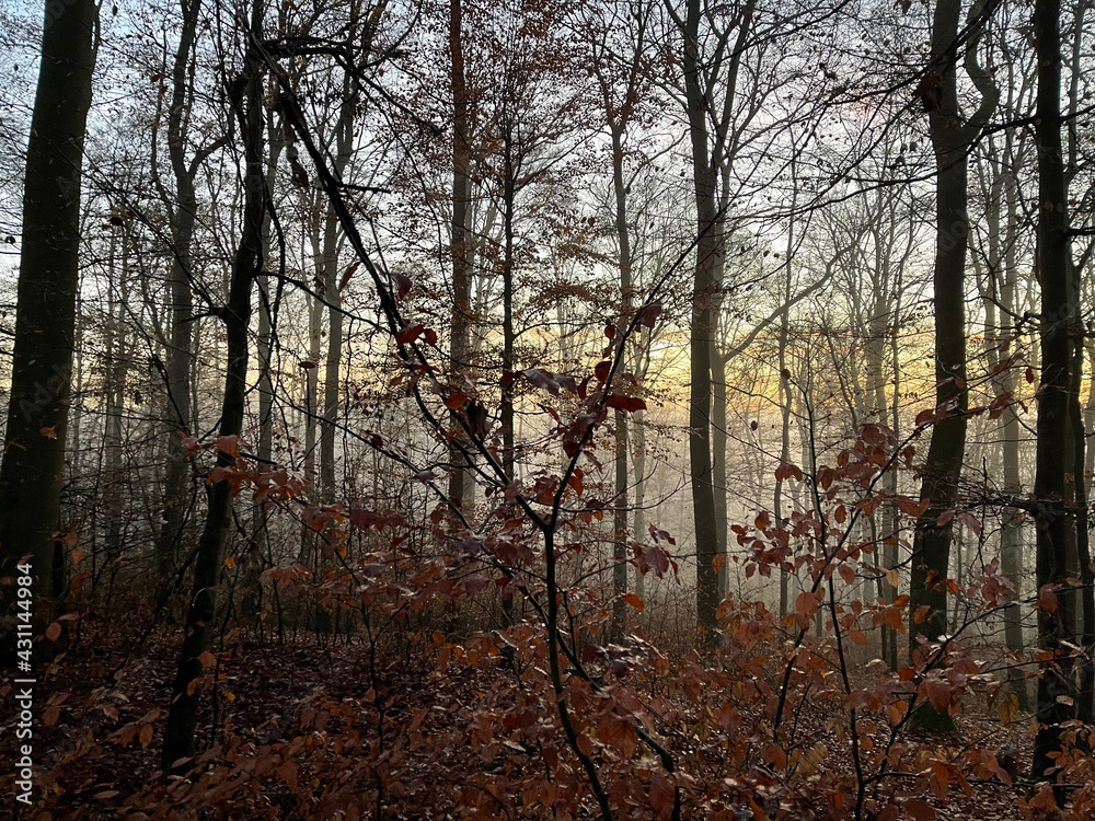 Obraz premium Abenstimmung im Wald