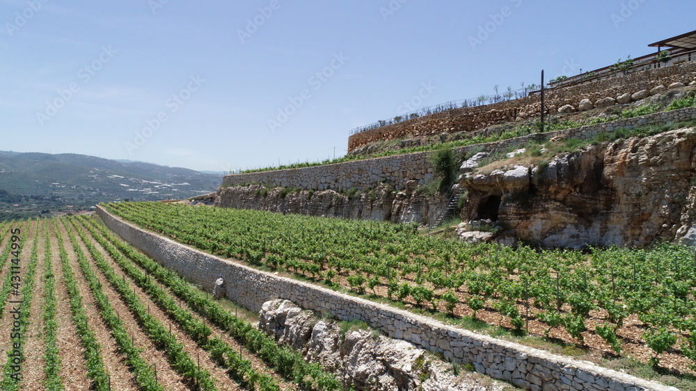 Vineyard landscape view. Wine in progress. Syrah. Cabernet franc. Cabernet sauvignon and merlot. Grapes varieties. Amphora. Batonnage. Vineyard in spring season. Winery view