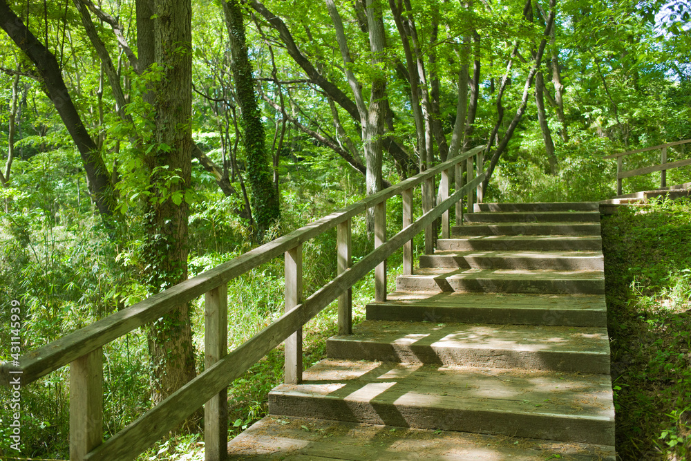 Obraz premium forest stairs in the morning