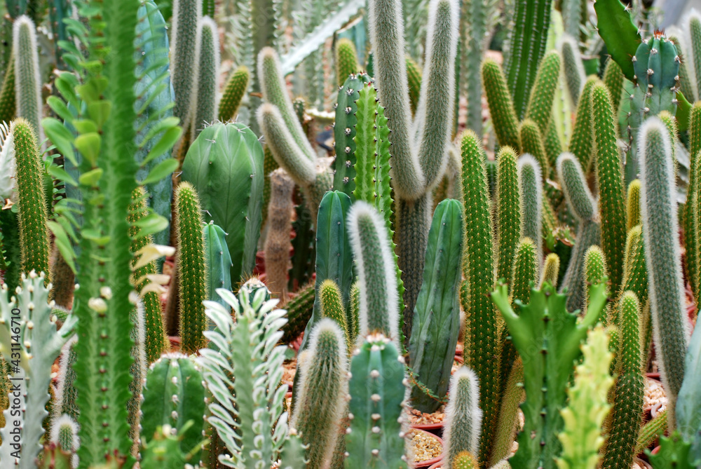 Mini Cactus plant at cactus farm or call Pilosocereus is a genus of cactus. Green nature abstract background Houseplant Closeup Decorative Mini Cactus plant at cactus farm or call Pilosocereus is a genus of cactus. Green nature abstract background Houseplant Closeup Decorative