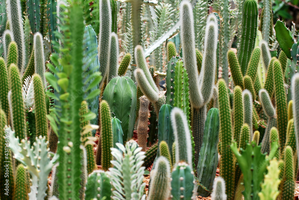 Mini Cactus plant at cactus farm or call Pilosocereus is a genus of cactus. Green nature abstract background Houseplant Closeup Decorative Mini Cactus plant at cactus farm or call Pilosocereus is a genus of cactus. Green nature abstract background Houseplant Closeup Decorative